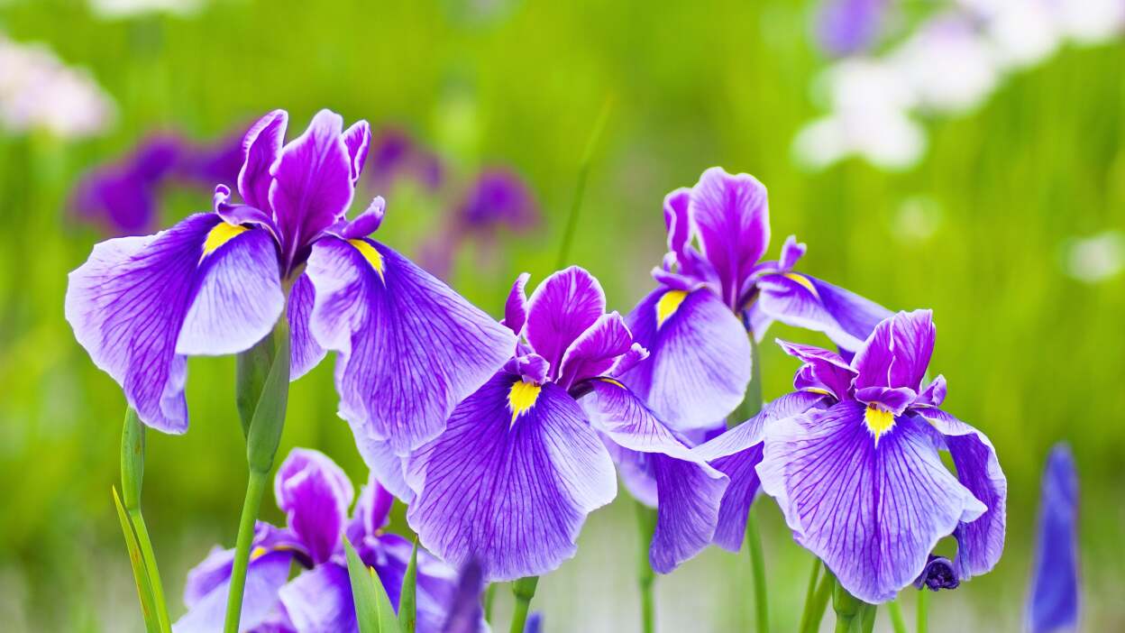 iris flowers