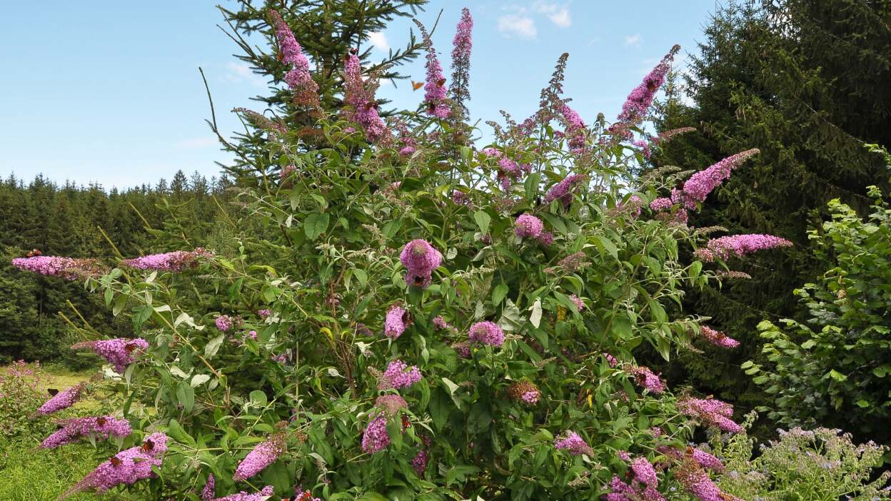 butterfly bush