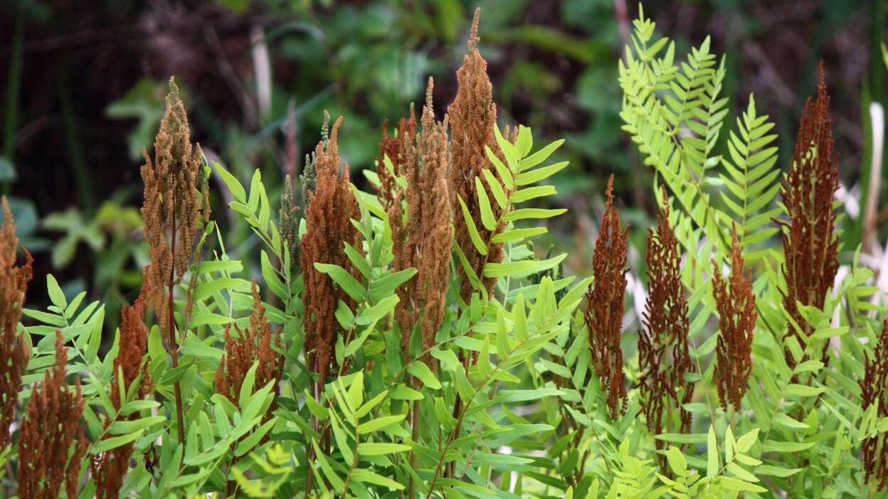 cinnamon ferns