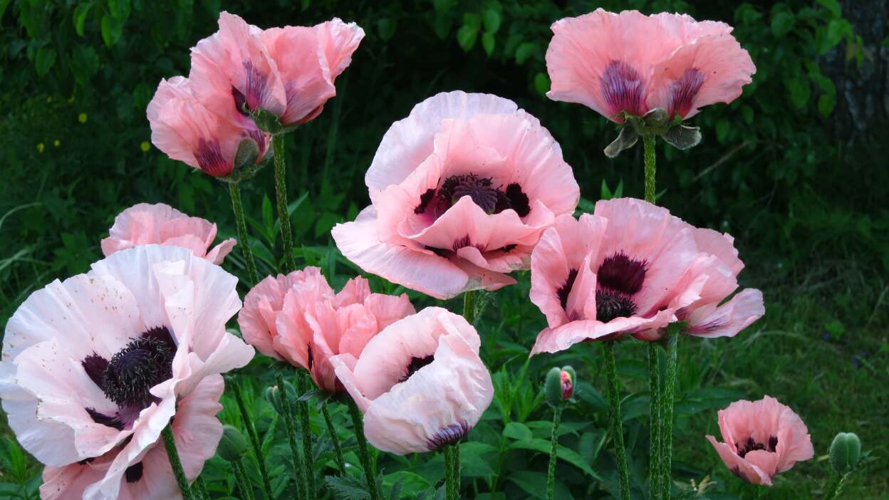 poppy flowers