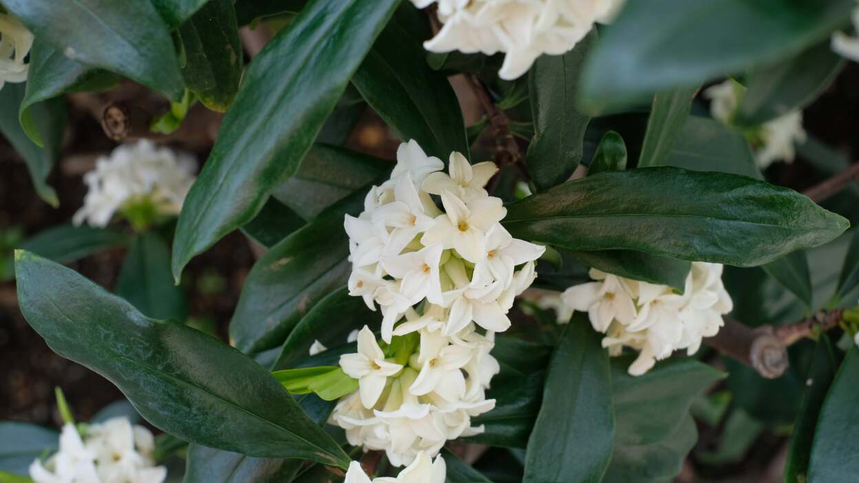 daphne flowers