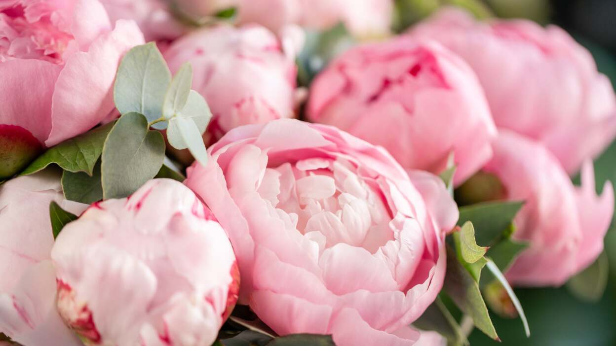 peony flowers