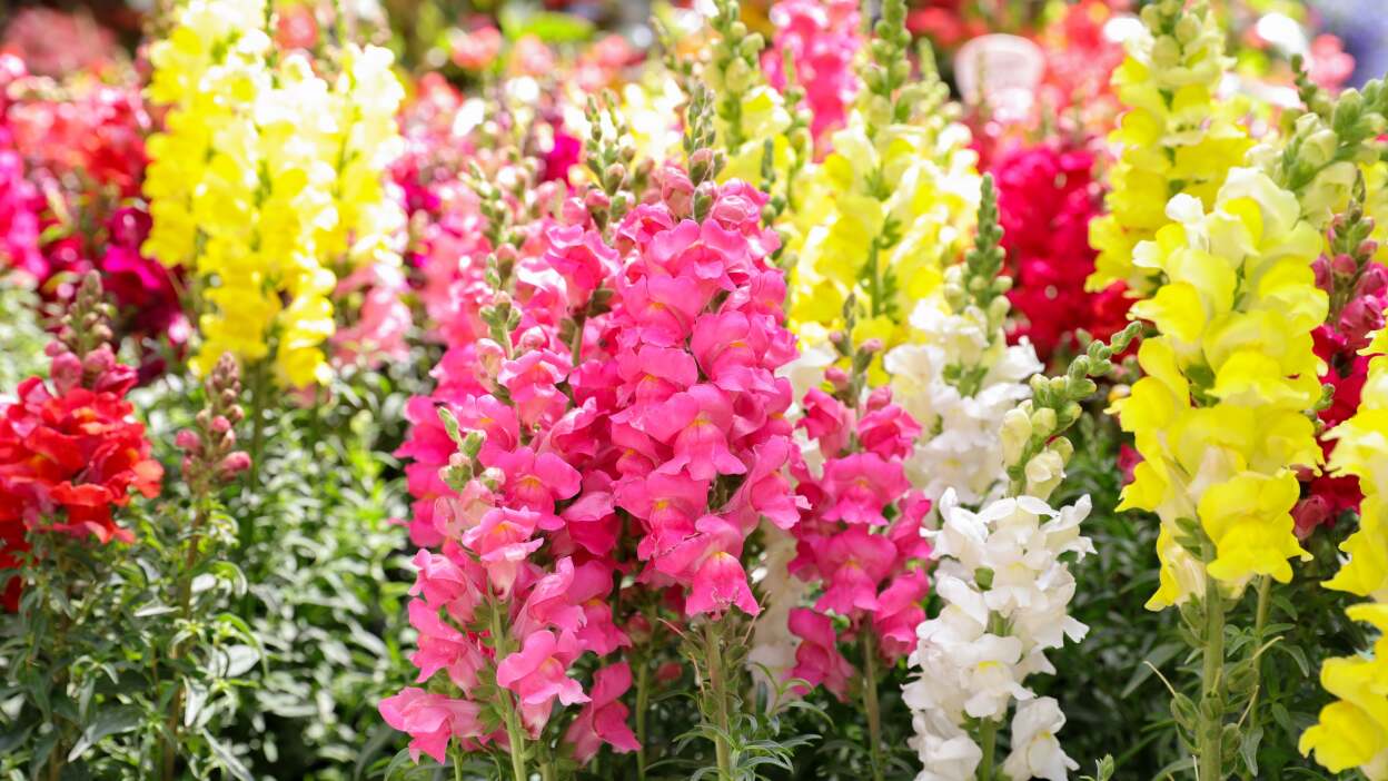 snapdragon flowers