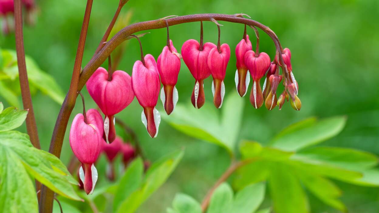 bleeding heart plant