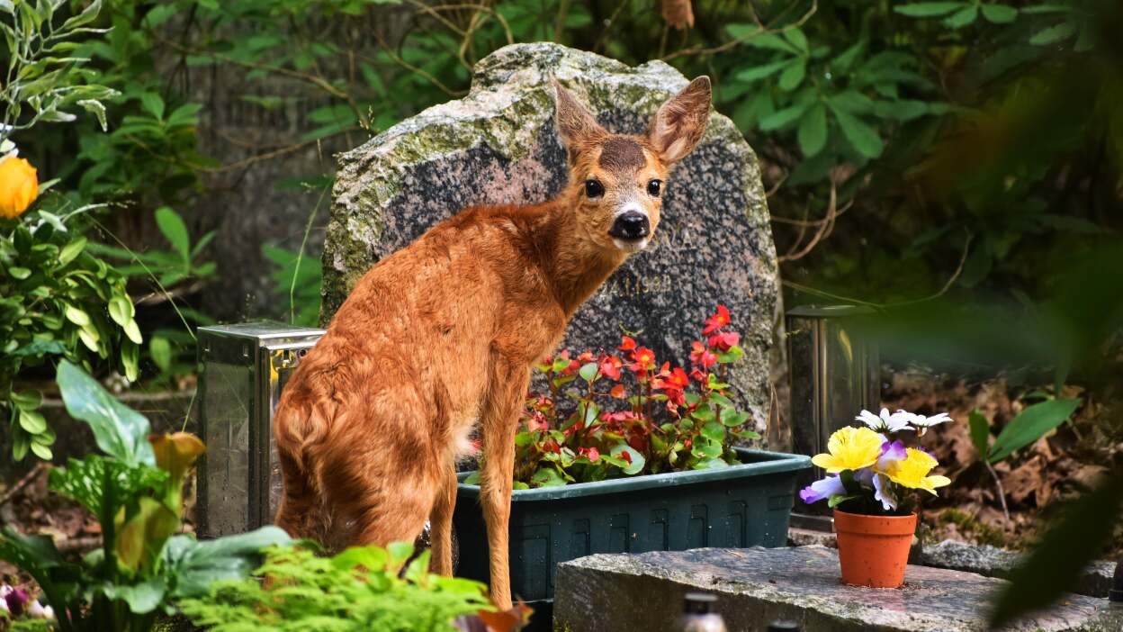 deer in a garden