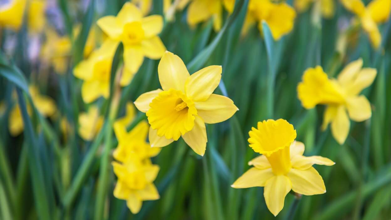 daffodil flowers