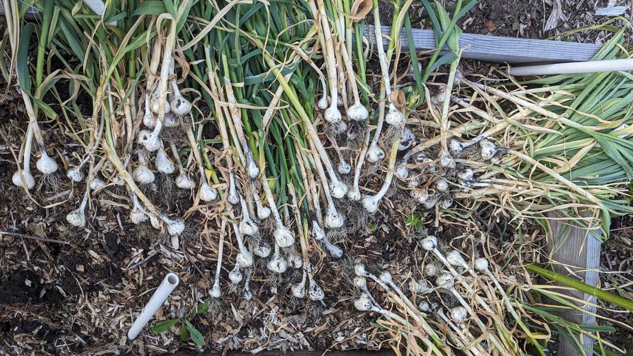 garlic being harvested