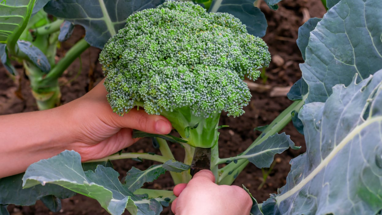 Broccoli in garden