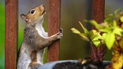 Squirrel on fence, looking at potted plant