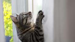 cat climbing up a white curtain