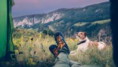 The Gear You Need to Make Camping With Your Dog a Lot Easier