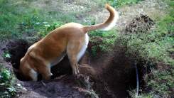 A dog digging a deep hole in a grassy yard