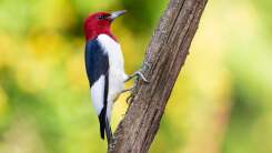 A woodpecker on a branch