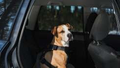 Dog strapped in harness in car 