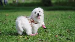 Cute dog lifting paws on grass wearing booties