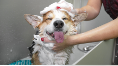 A cute corgi being lathered up at a dog washing station