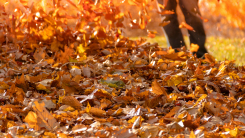 leaves being blown around by man with leaf blower