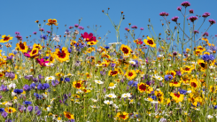 field full of wild flowers