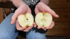 Two halves of an apple, in the hands of the author.