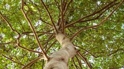 An upward view of an American Holly tree without berries