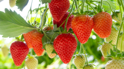 ripe strawberries in a garden