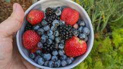 A mixed bowl of hand grown fruit