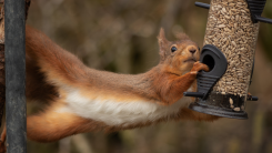 A reddish squirrel reaching from a tree trunk and climbing onto a bird feeder