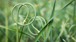 Garlic scape in a lush vegetable garden