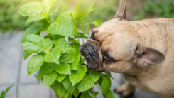 French bulldog in garden