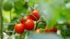 Tomato plant