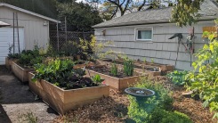 Raised beds in garden 