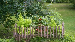 Wooden raised vegetable bed with plants