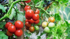 ripe tomatoes on a plant growing in a garden