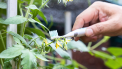 A hand holding a vibrating toothbrush up to a tomato plant to encourage pollination