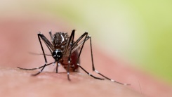 Aedes mosquito