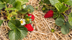 strawberries on a bed of hay