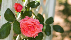 Roses on garden trellis