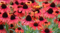 Echinacea in garden