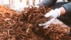 Gardener holding pile of mulch