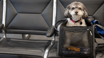 A picture of a cute gray and white dog in a travel carrier on a row of airport seats