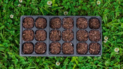 Seed starting trays on field of clover