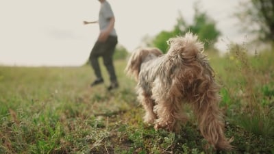 Child and dog running in meadow