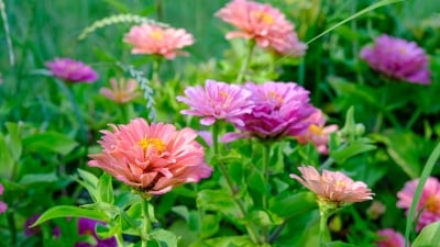 Zinnias in garden 