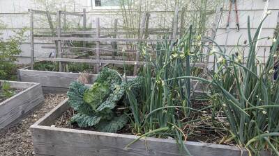 Asparagus and Egyptian walking onions