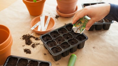 person pouring seeds into starter pots