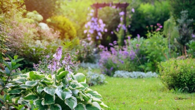 Cottage summer garden view in July