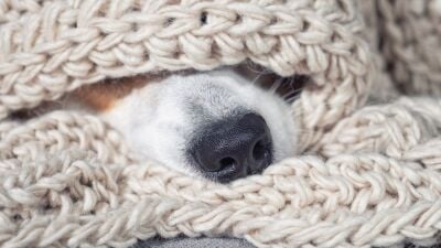 A dog's nose poking out from a wool blanket