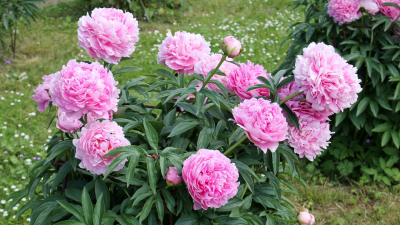 pink peony bush in a yard