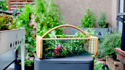 garden hod full of vegetables in a garden