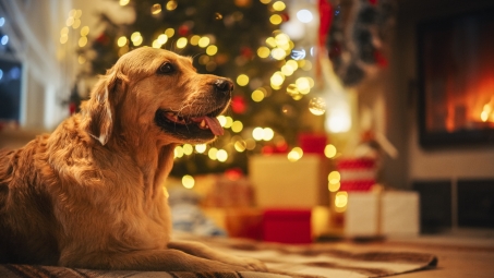 Golden retriever in front of Christmas tree